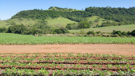 Landscape panorama with soybean plantation, rural road, mountains and blue sky.の写真素材