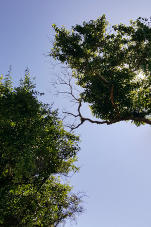 Tree branch with green leaves and dry twig with blue sky.