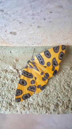 Yellow and black butterfly inn on greenish wall.の写真素材