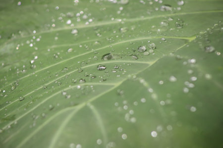 Green background with taioba plant leaf, with bright drops of dew.