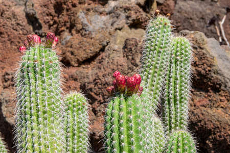 beautiful combination of volcanic stone and cactus in Lanzarote, canary islands, Spain