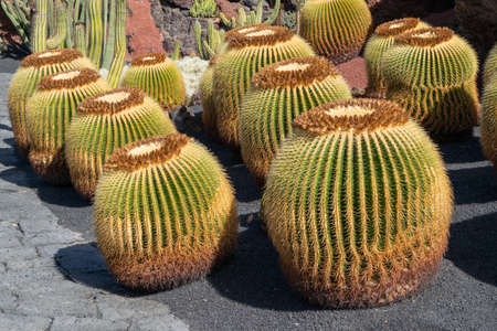 view of original cactus in canary islands Lanzarote, Spainの写真素材