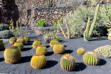 view of beautiful cactus in Lanzarote, canary islands, Spainの写真素材