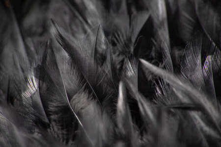 Beautiful black and white feathers textures background and wallpaper art