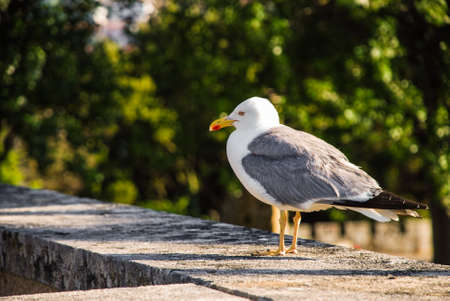 yellow-legged gull resting on a wallの写真素材