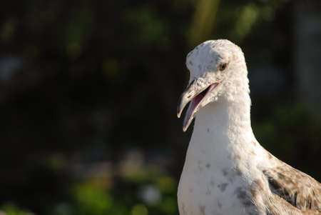 Closeup of young yellow-legged gullの写真素材
