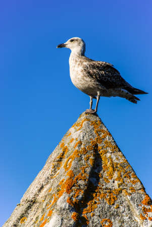 Young yellow-legged gull with sky backgroundの写真素材