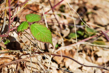 blackberry leaves on a dry background