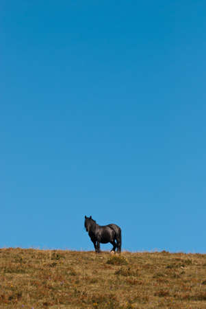 black horse standing in a meadowの写真素材