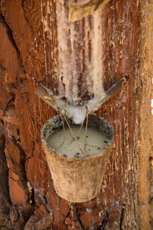extraction method of stone pine resinの写真素材