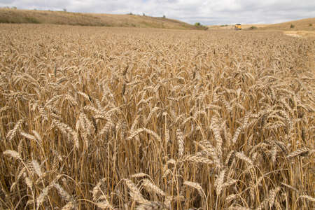 wheat field ready for harvest
