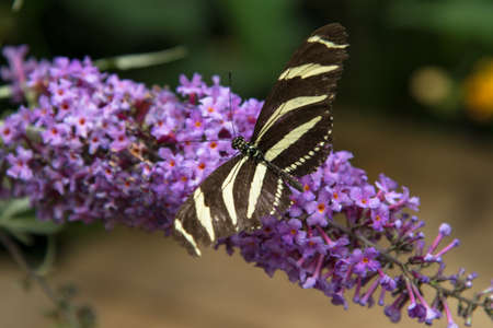 zebra butterfly on a flower