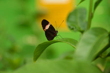postman butterfly on a leaf