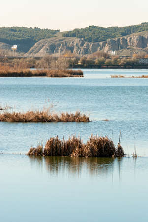 image of a tranquil lagoon with reedsの写真素材