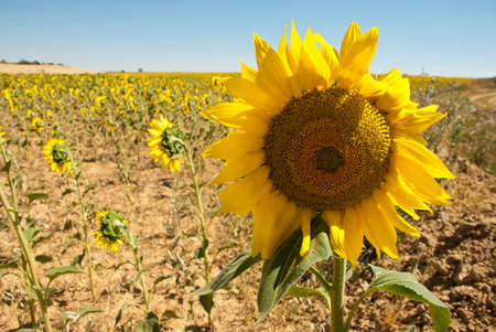 closeup of a sunflower in a field a sunny dayの写真素材