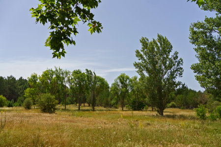 A serene landscape featuring a grassy field dotted with trees under a clear blue sky. The foreground includes green leaves framing the scene, while the background showcases a mix of tall trees and a lush, open area.の写真素材