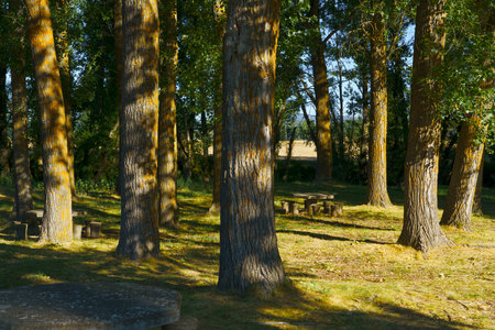 A serene park scene featuring tall trees with textured bark and dappled sunlight filtering through the leaves. The ground is covered with grass, and there are picnic tables in the background, creating a peaceful outdoor setting.の写真素材