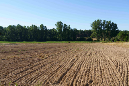 A wide view of a plowed agricultural field with neat rows of soil, bordered by lush green trees in the background under a clear blue sky.の写真素材
