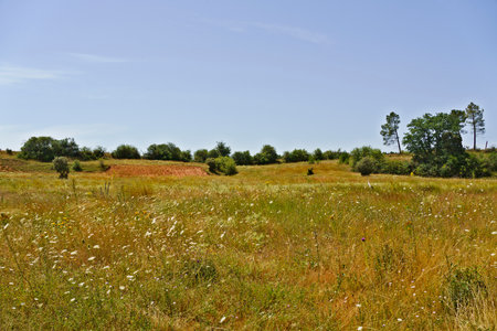 A serene landscape featuring a grassy field dotted with wildflowers under a clear blue sky. The background includes gentle hills and clusters of trees, creating a peaceful rural scene.の写真素材