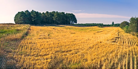 A panoramic view of a golden wheat field with freshly cut straw lines, bordered by a dense forest of...
