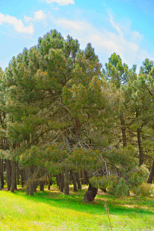A lush green landscape featuring tall pine trees with a clear blue sky. The foreground has a grassy area, while the background is filled with dense pine forest, showcasing the beauty of nature.の写真素材