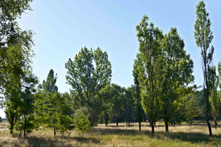 A serene landscape featuring tall green trees in a grassy field under a clear blue sky.の写真素材