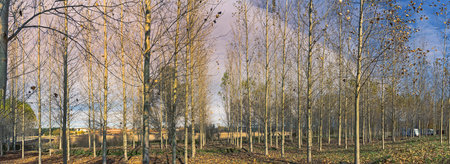 A panoramic view of a forest with tall, slender trees that have lost most of their leaves, revealing a clear blue sky and distant fields. The ground is covered with fallen leaves, creating a serene autumn atmosphere.の写真素材