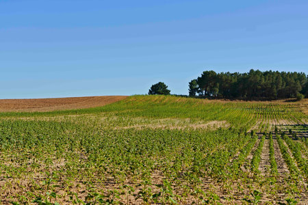 A vast agricultural field with young crops under a clear blue sky, bordered by a line of trees.の写真素材