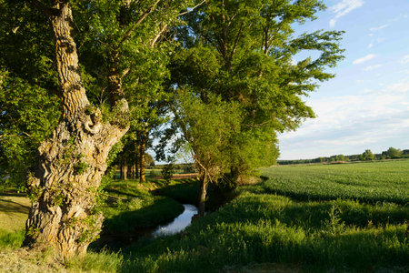 A peaceful riverbank lined with lush green trees and fields. The tranquil water meanders gently through the vibrant landscape, reflecting the natural beauty of the surrounding flora on a sunny day.の写真素材