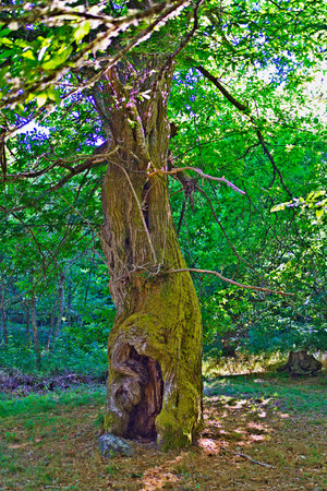 Sunlight filtering through leaves illuminates a gnarled and mossy tree trunk, showing the beauty of nature's resilienceの写真素材