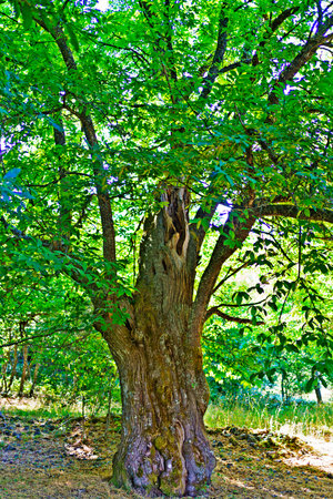 Lush green leaves filtering sunlight on the sturdy trunk of an ancient chestnut tree in a vibrant forestの写真素材