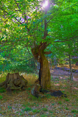 Sunlight filters through the leaves of a chestnut tree damaged by lightning in a mountain forest with a large stump in the foregroundの写真素材