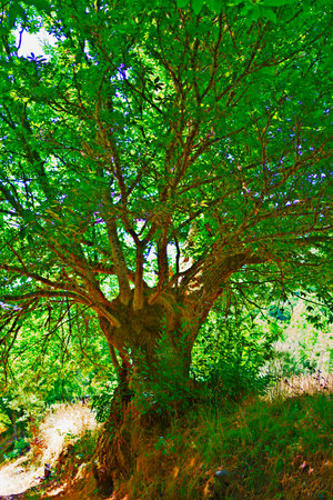 Lush green foliage of a chestnut tree creating a canopy of shade in a vibrant forest setting, illuminated by sunlight on a summer dayの写真素材