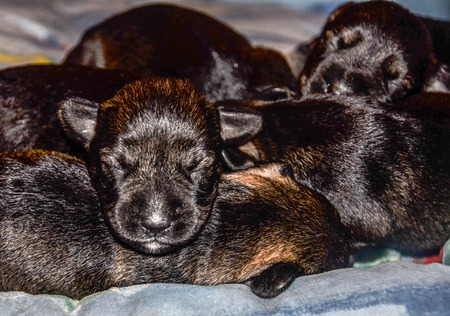 puppiesの写真素材