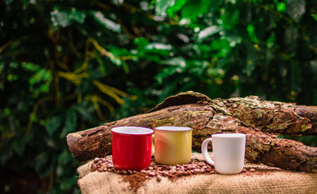 details in coffee plantation