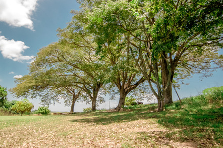 tree line in the club