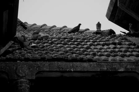 Pidgeons standing at a rooftop of an old house in a gray dayの写真素材