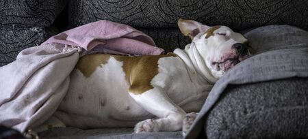 sleeping pregnant dogの写真素材