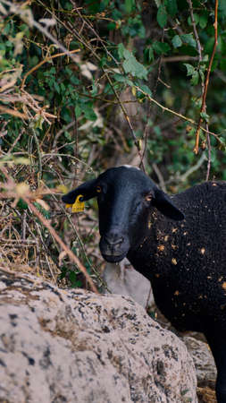 sheep looking at cameraの写真素材