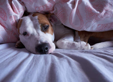 Stanford American in bed with duvetの写真素材
