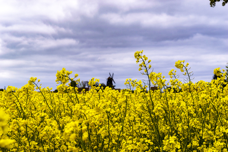 rapsseed field in skane swedenの写真素材