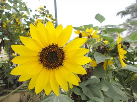 girasol amarillo の写真素材