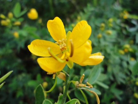 this yellow flower take it in a park in northern Peruの写真素材