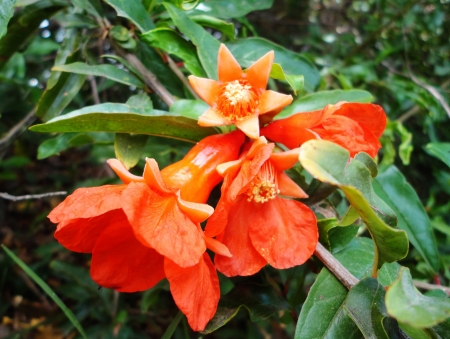 This decision is a flower that is opening its cocoon and is a beautiful pistilsの写真素材