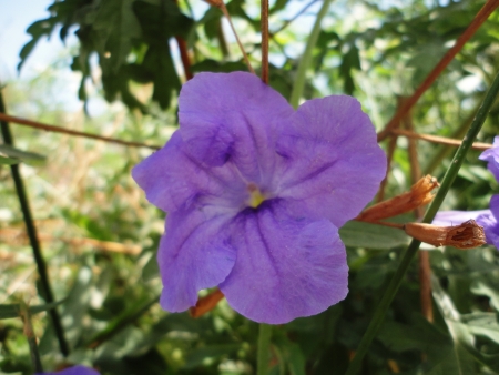 photo of a purple flower, leaf clover of 5の写真素材