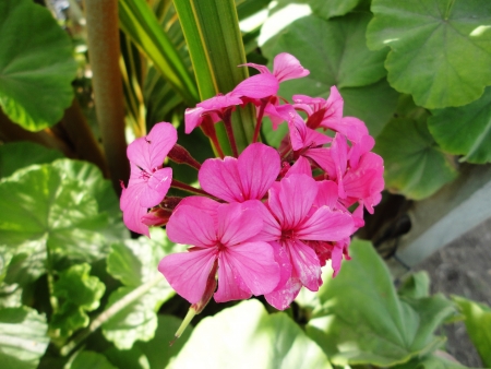 This is a power plant whose flower is pinkの写真素材