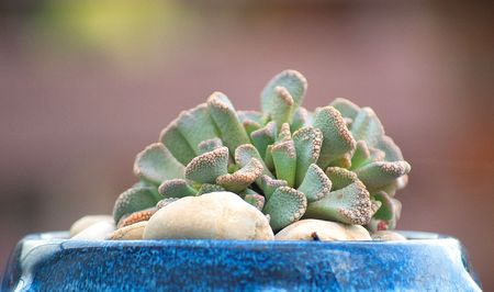 Cactusの写真素材