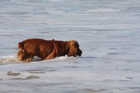 Cocker Spaniel drinks salt water in the oceanの写真素材