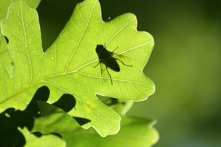 Fly on an oak leaf. Translucent as a silhouetteの写真素材
