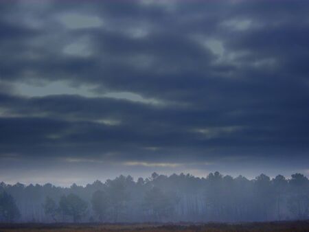 Dramatic sky over a foggy pine forest in south west France